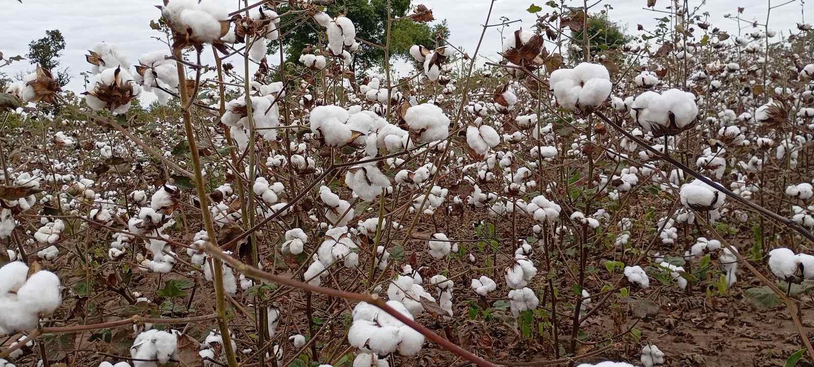 Algodao.jpg