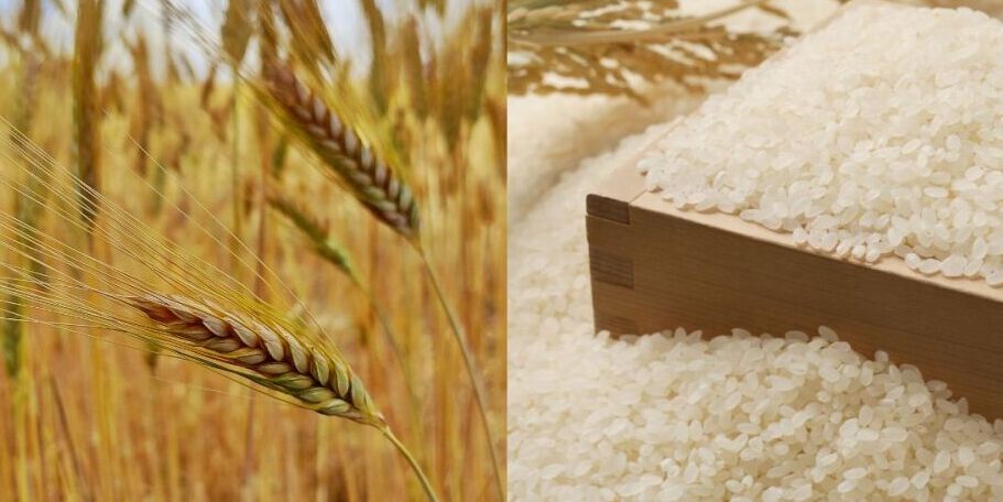 Arroz e Trigo 1.jpeg