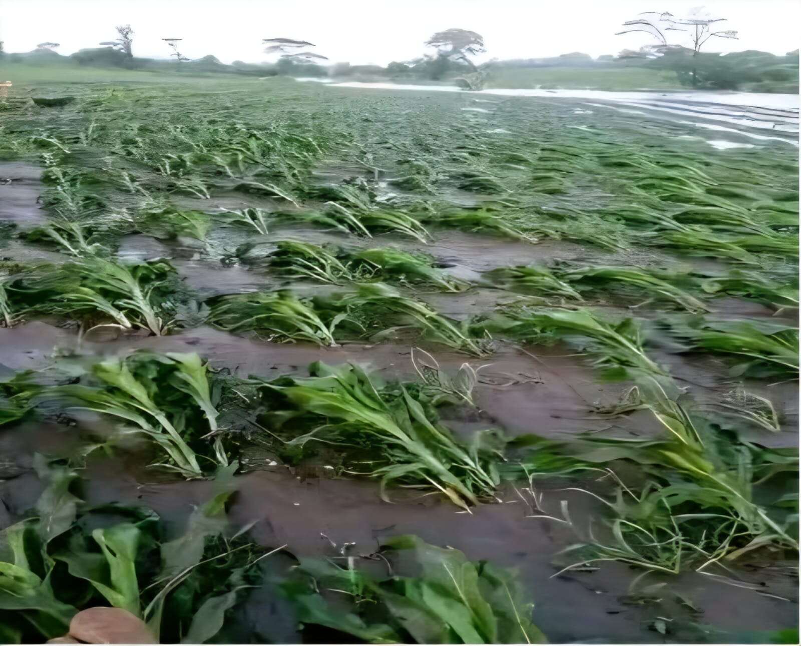 Inundacoes agricultura.jpg