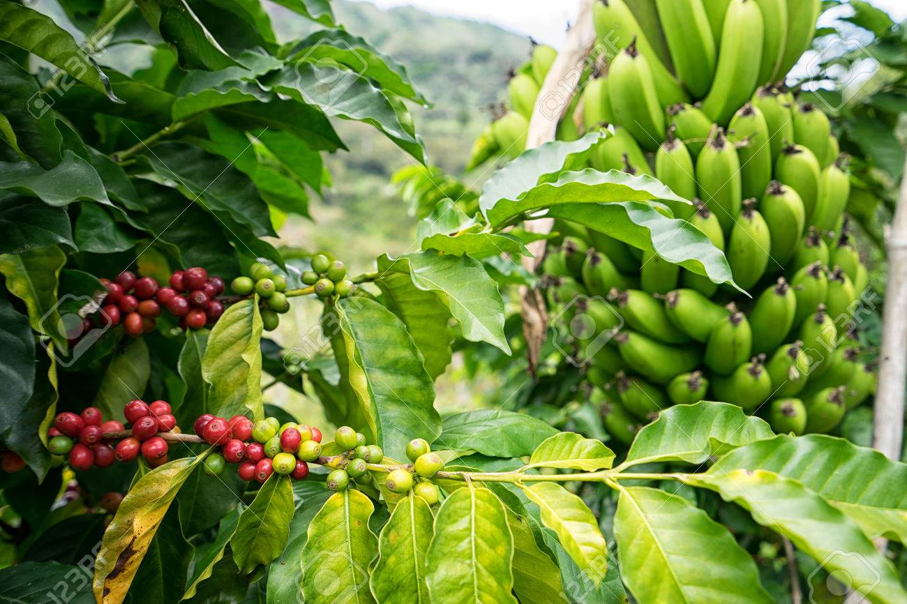 71657151 coffee bush and banana tree in colombia.jpg