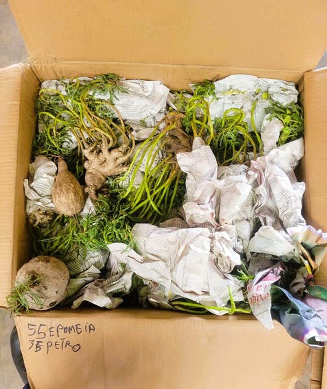 Nos aeroportos Alfandegas apreendem suculentas na rota do contrabando.jpg