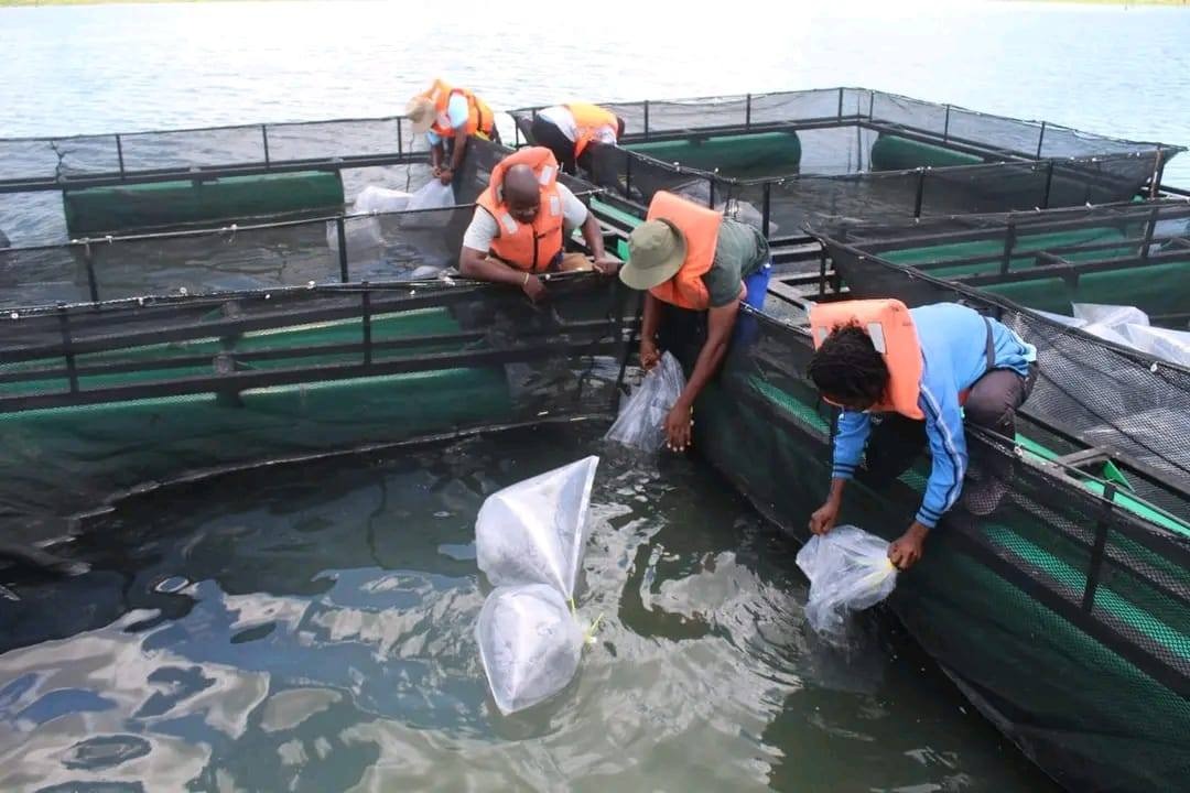 WhatsApp Image 2026 02 10 at 10.51.05.jpeg