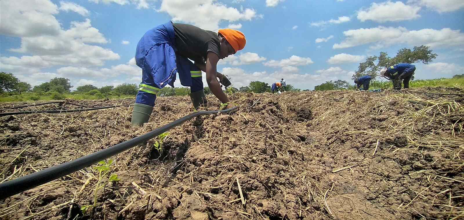 Moamba agricultura.jpg