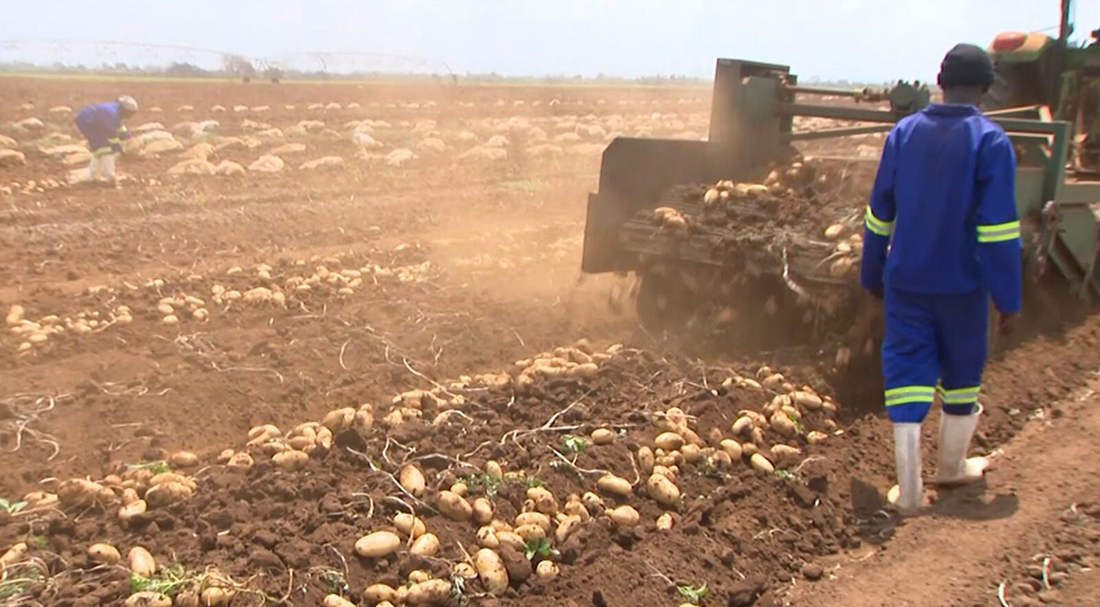 Agricultura producao batata.jpg