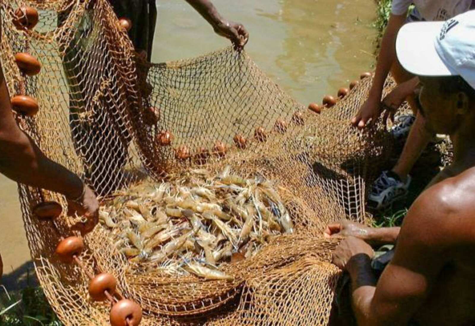 Pesca camarao.jpg