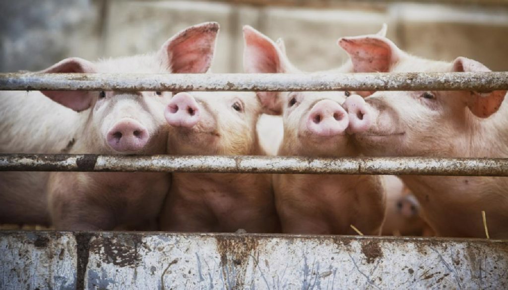 Suinos 1024x585 1.jpg