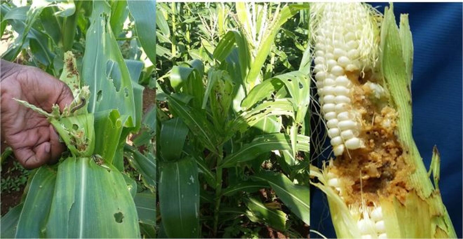 Lagarta invasora agricultura.jpg