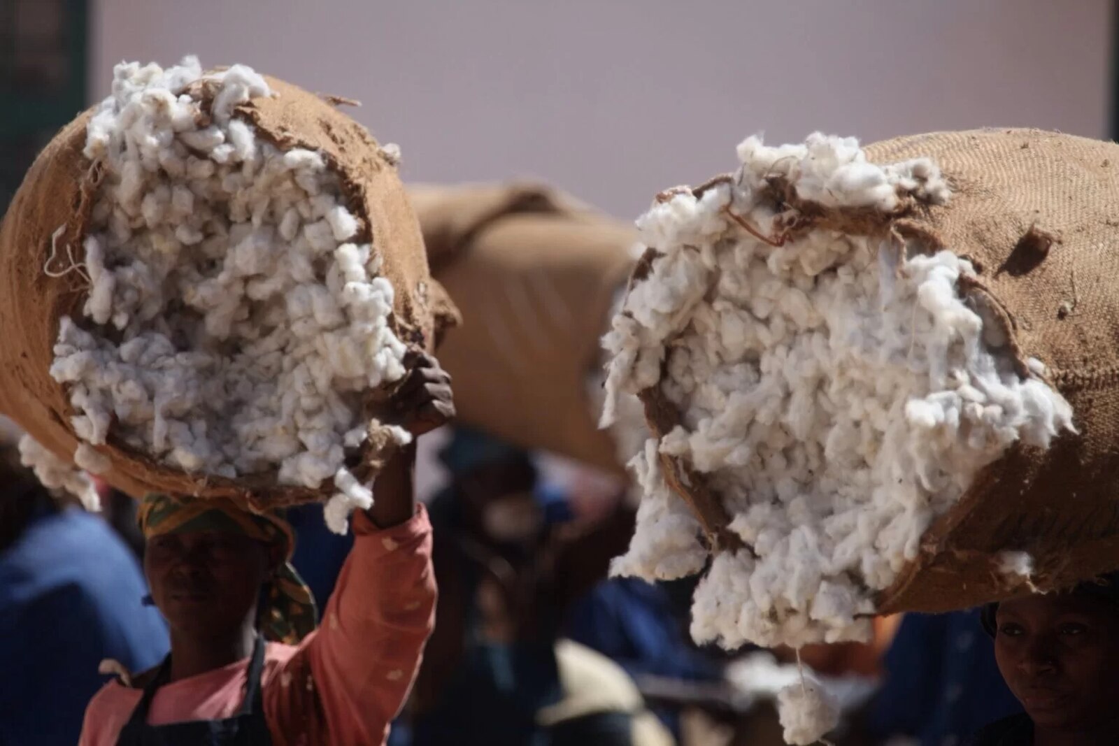 Preço do algodão caroço em Moçambique atinge valor histórico na presente campanha