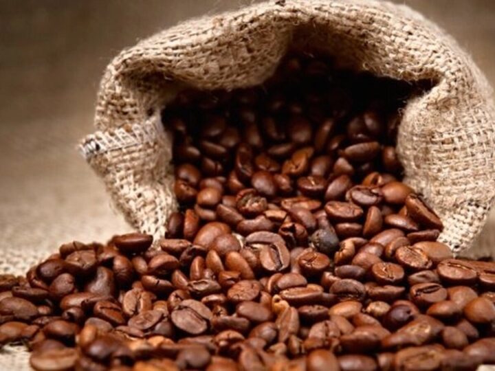 Café da Gorongosa classificado como “Excelente” pelos especialistas europeus