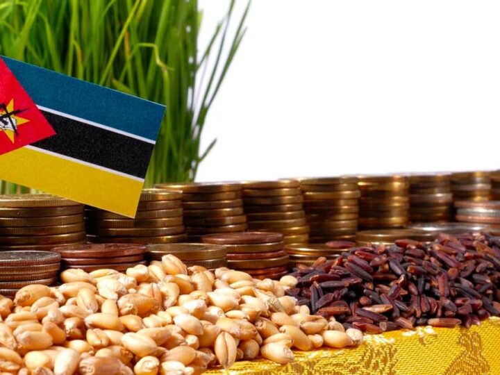 Moçambique prevê investimento de mil milhões de dólares para impulsionar o agro-negócio