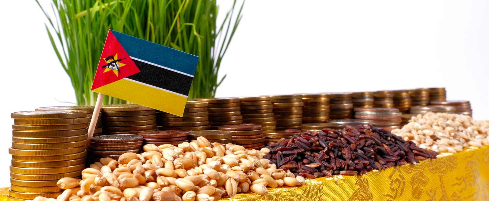 Moçambique prevê investimento de mil milhões de dólares para impulsionar o agro-negócio