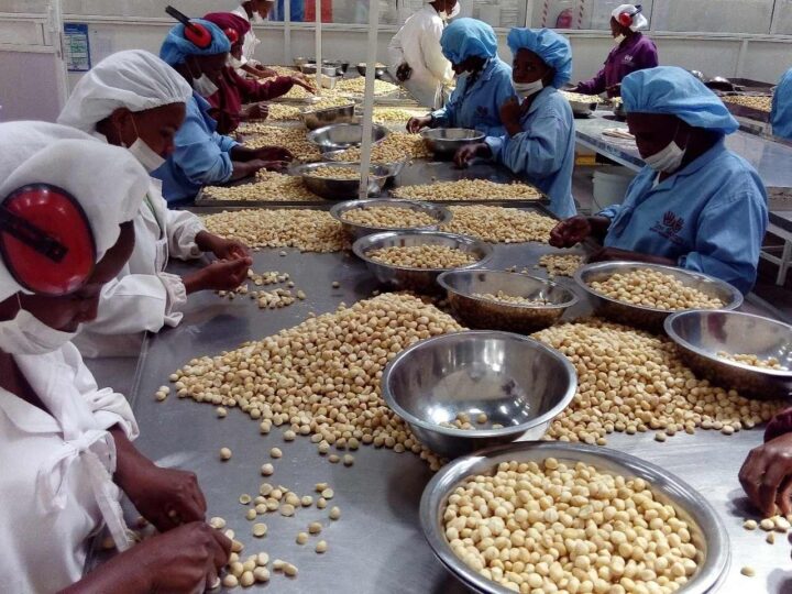 Exportação de macadâmia pode render 70 milhões à província de Maputo