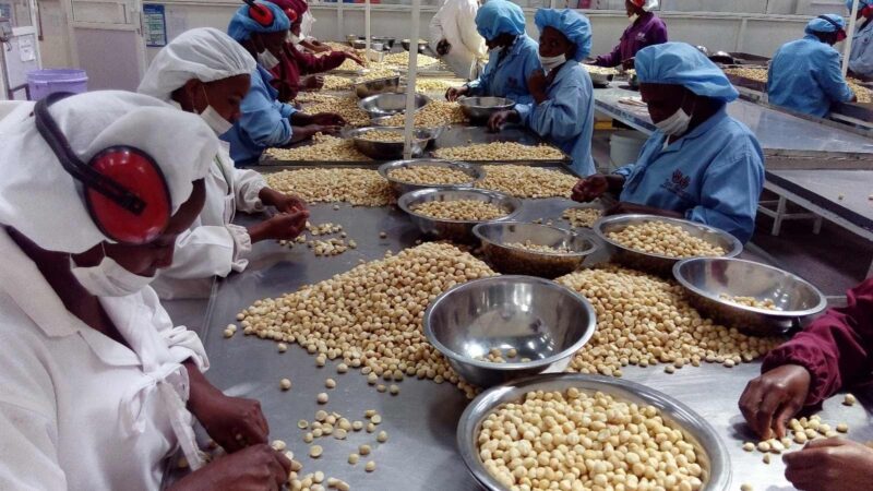 Exportação de macadâmia pode render 70 milhões à província de Maputo