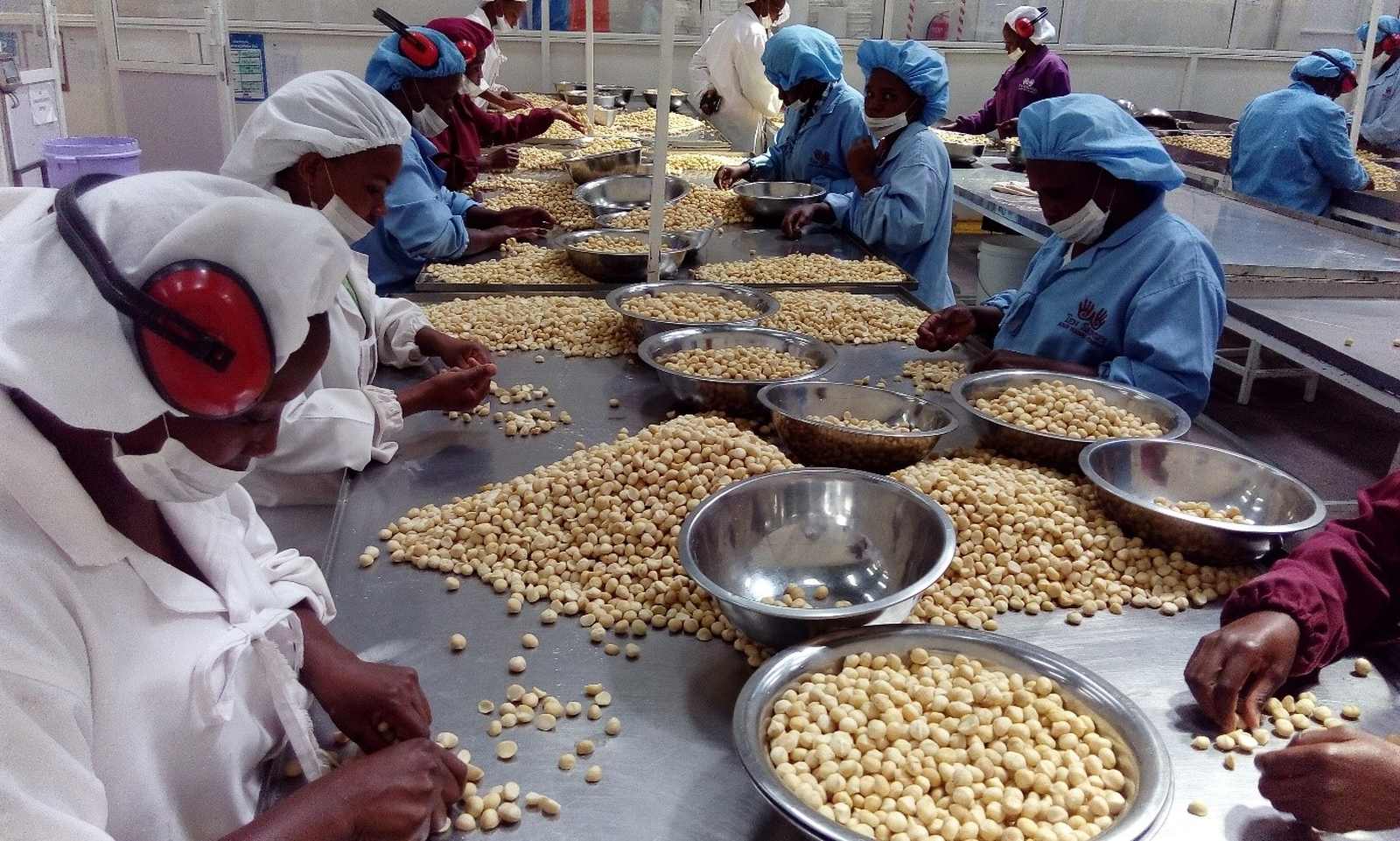 Exportação de macadâmia pode render 70 milhões à província de Maputo