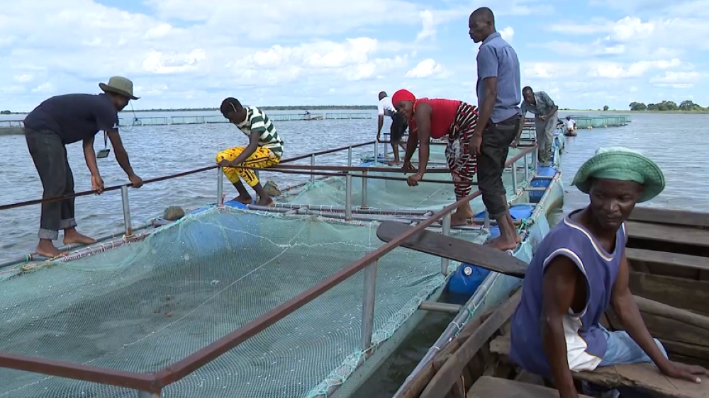 Aquacultura melhora condições de vida no Niassa