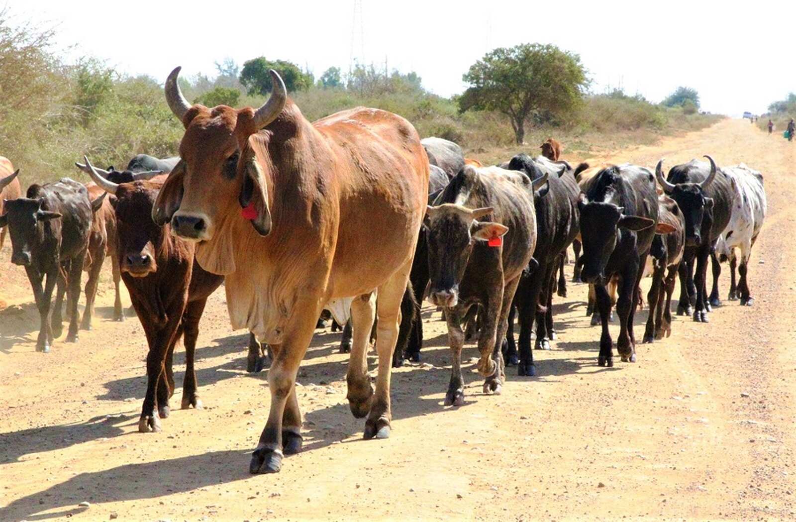 Moçambique volta a exportar gado bovino para o mercado internacional