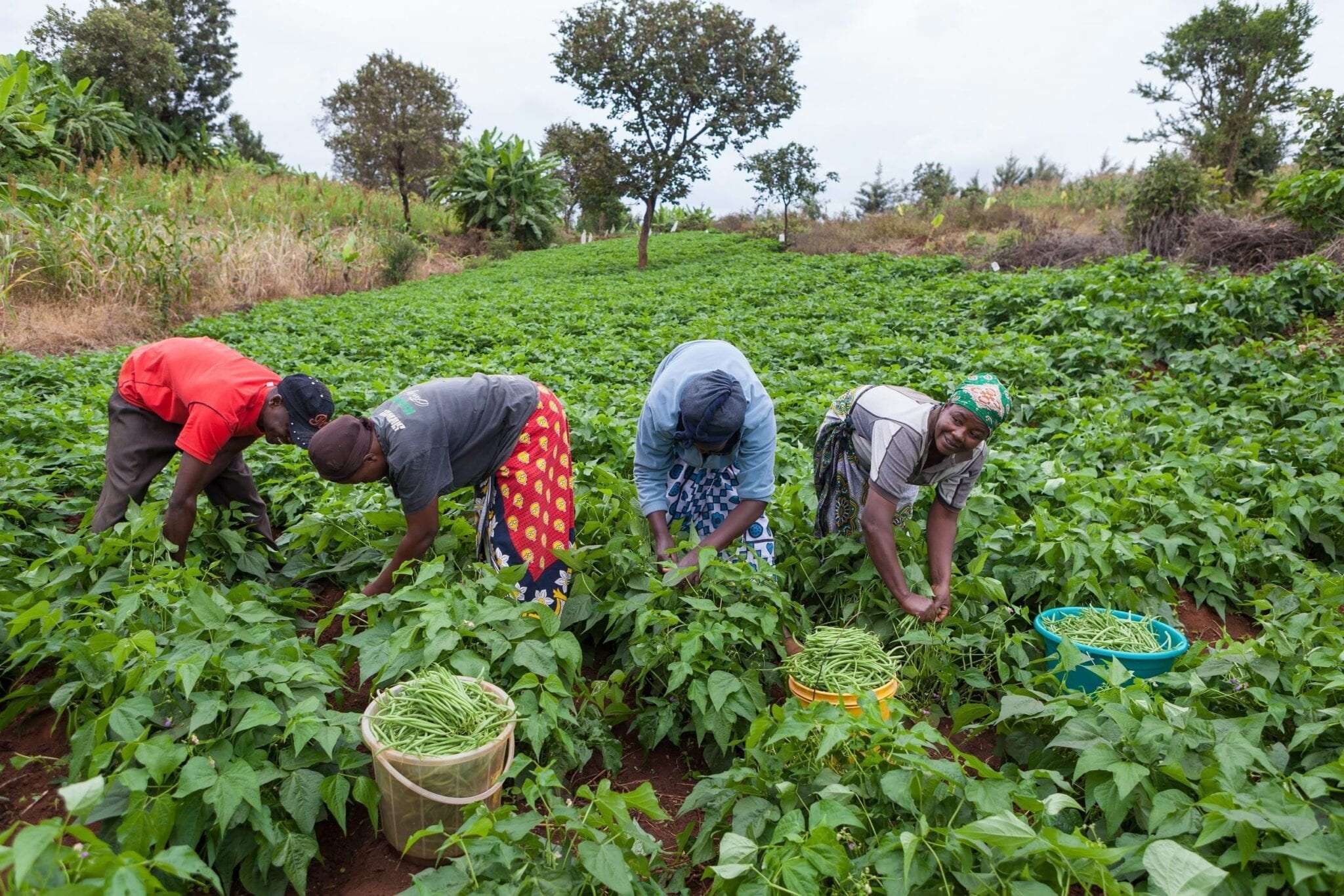 ORÇAMENTO PARA 2027: Niassa prevê incremento em 6% da produção