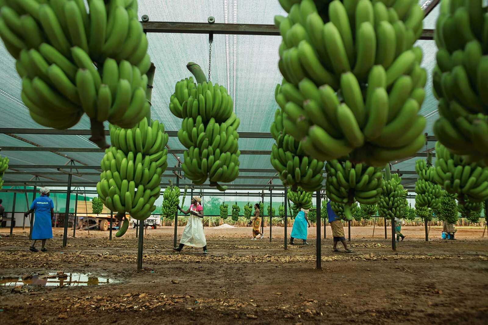 Maputo: Estradas degradadas condicionam negócio de banana em Moamba e Namaacha